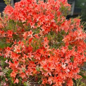 Meet your Posher, Tosey